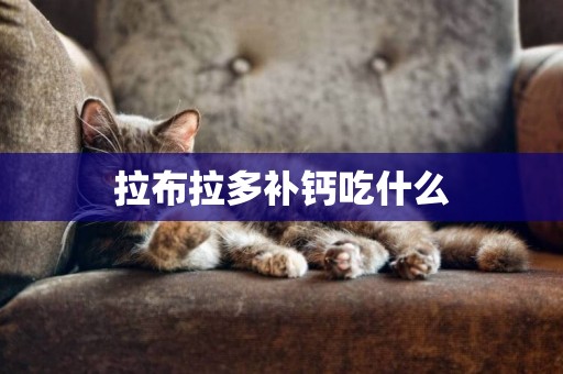 拉布拉多補鈣吃什么