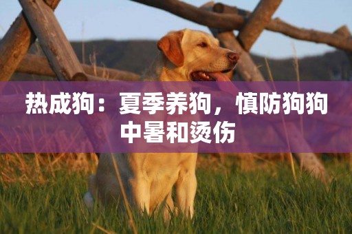 熱成狗：夏季養狗，慎防狗狗中暑和燙傷