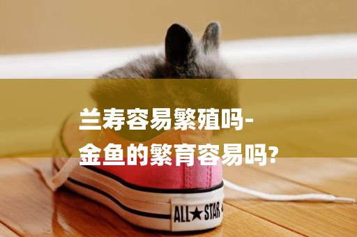 蘭壽容易繁殖嗎-
金魚的繁育容易嗎?