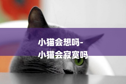 小貓會想嗎-
小貓會寂寞嗎
