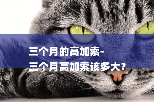 三個月的高加索-
三個月高加索該多大？