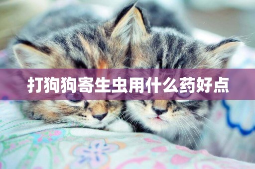 打狗狗寄生蟲用什么藥好點