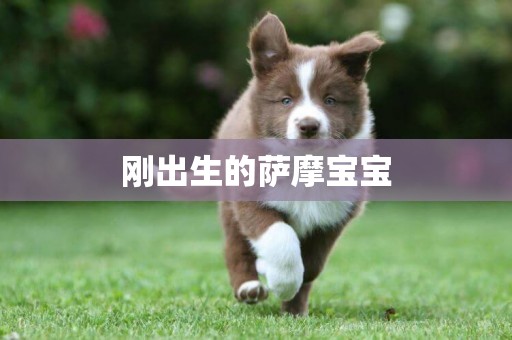 剛出生的薩摩寶寶