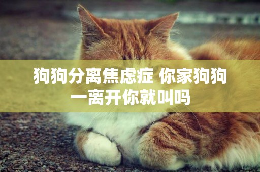 狗狗分離焦慮癥 你家狗狗一離開你就叫嗎