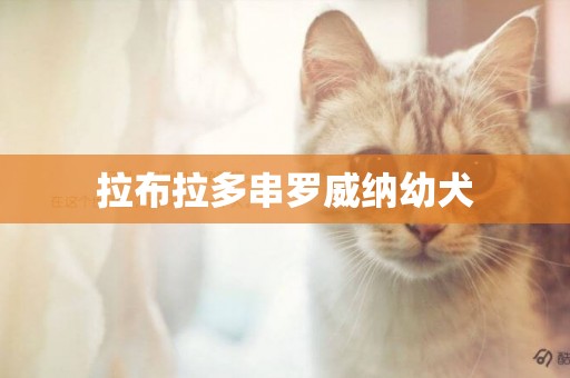 拉布拉多串羅威納幼犬