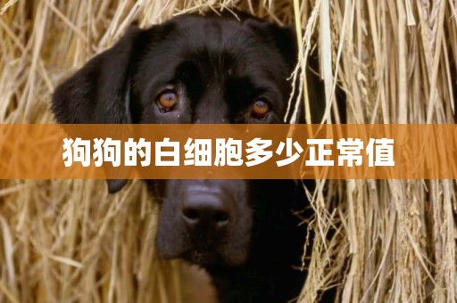 狗狗的白細胞多少正常值