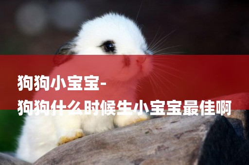 狗狗小寶寶-
狗狗什么時候生小寶寶最佳啊