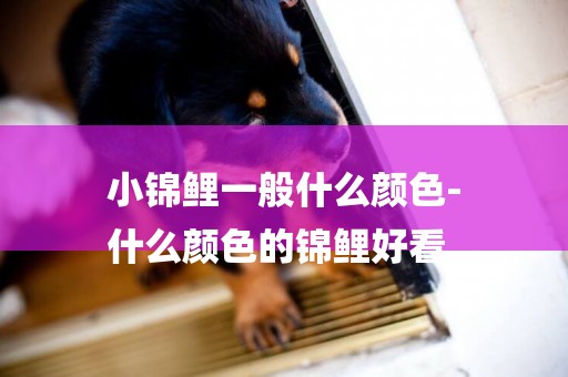 小錦鯉一般什么顏色-
什么顏色的錦鯉好看