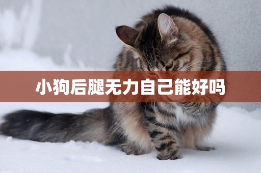 小狗后腿無力自己能好嗎