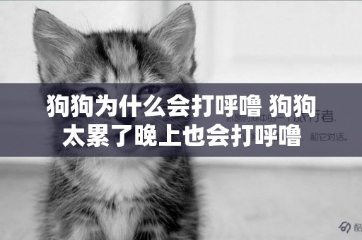 狗狗為什么會打呼嚕 狗狗太累了晚上也會打呼嚕