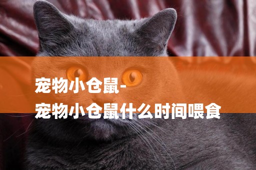 寵物小倉鼠-
寵物小倉鼠什么時間喂食