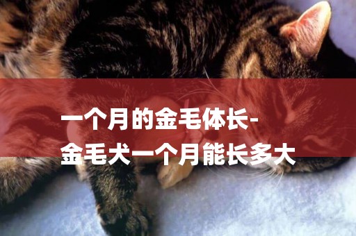 一個月的金毛體長-
金毛犬一個月能長多大