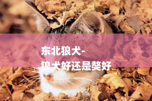 東北狼犬-
狼犬好還是獒好
