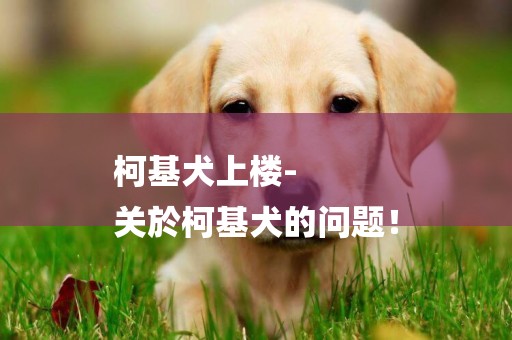 柯基犬上樓-
關於柯基犬的問題！