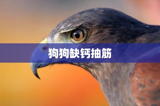 狗狗缺鈣抽筋