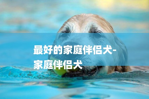 最好的家庭伴侶犬-
家庭伴侶犬