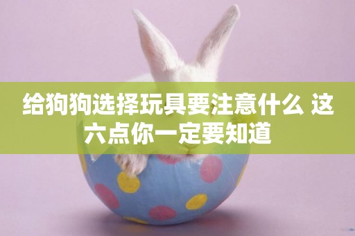 給狗狗選擇玩具要注意什么 這六點你一定要知道