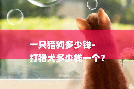 一只獵狗多少錢-
打獵犬多少錢一個？