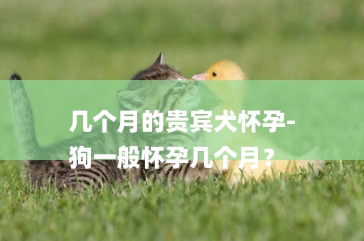 幾個月的貴賓犬懷孕-
狗一般懷孕幾個月？