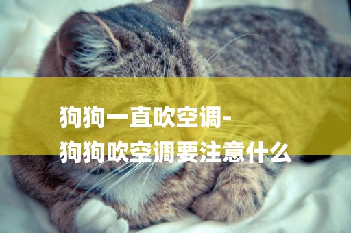 狗狗一直吹空調-
狗狗吹空調要注意什么