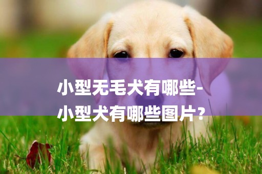 小型無毛犬有哪些-
小型犬有哪些圖片？