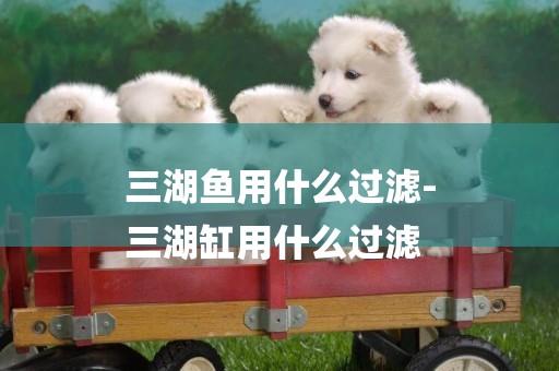 三湖魚用什么過濾-
三湖缸用什么過濾
