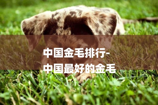 中國金毛排行-
中國最好的金毛