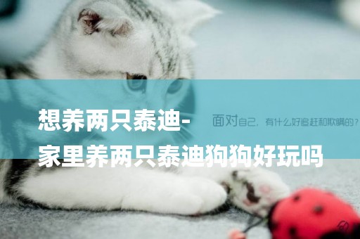 想養兩只泰迪-
家里養兩只泰迪狗狗好玩嗎