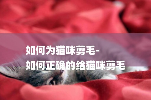 如何為貓咪剪毛-
如何正確的給貓咪剪毛