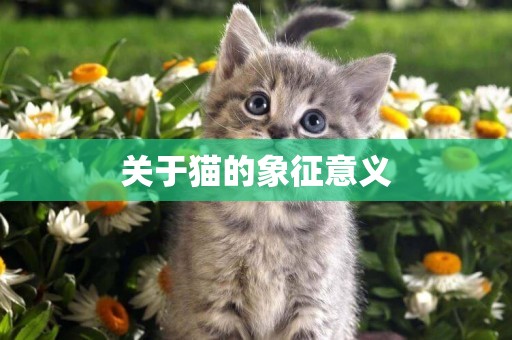 關于貓的象征意義