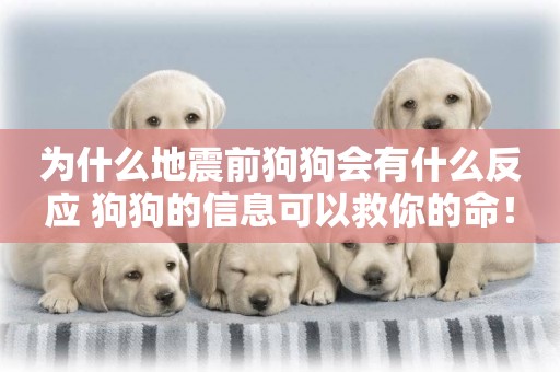 為什么地震前狗狗會有什么反應 狗狗的信息可以救你的命！