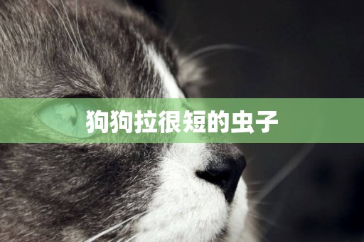 狗狗拉很短的蟲子