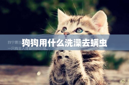 狗狗用什么洗澡去螨蟲