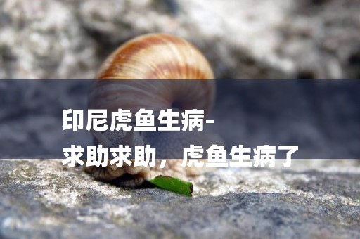 印尼虎魚生病-
求助求助，虎魚生病了