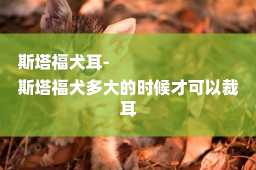 斯塔福犬耳-
斯塔福犬多大的時候才可以裁耳