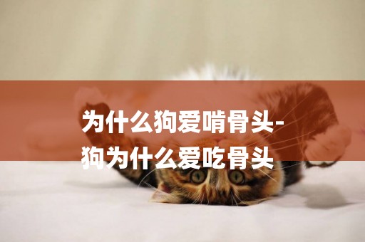 為什么狗愛啃骨頭-
狗為什么愛吃骨頭