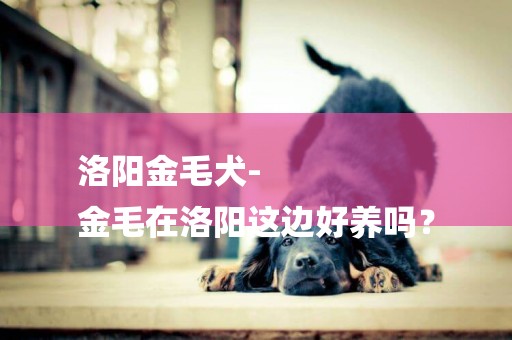 洛陽金毛犬-
金毛在洛陽這邊好養嗎？