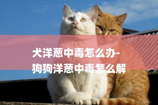 犬洋蔥中毒怎么辦-
狗狗洋蔥中毒怎么解