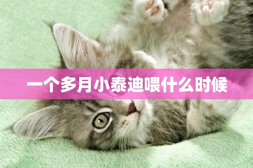 一個多月小泰迪喂什么時候