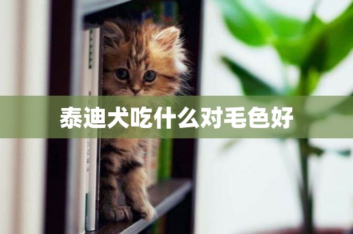 泰迪犬吃什么對毛色好