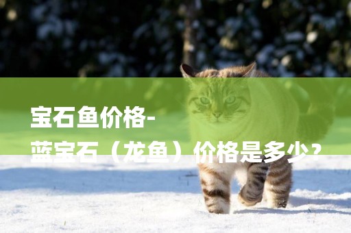 寶石魚價格-
藍寶石（龍魚）價格是多少？