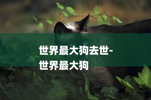 世界最大狗去世-
世界最大狗