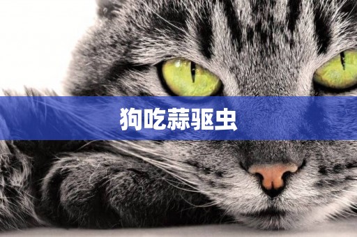 狗吃蒜驅蟲