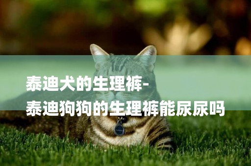 泰迪犬的生理褲-
泰迪狗狗的生理褲能尿尿嗎