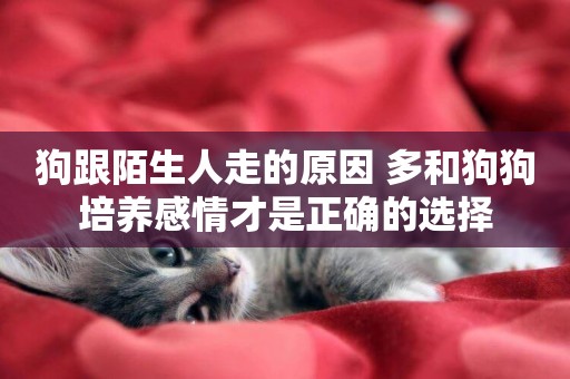 狗跟陌生人走的原因 多和狗狗培養感情才是正確的選擇