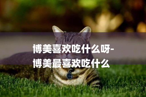 博美喜歡吃什么呀-
博美最喜歡吃什么