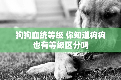 狗狗血統等級 你知道狗狗也有等級區分嗎