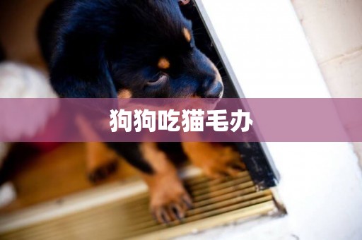 狗狗吃貓毛辦