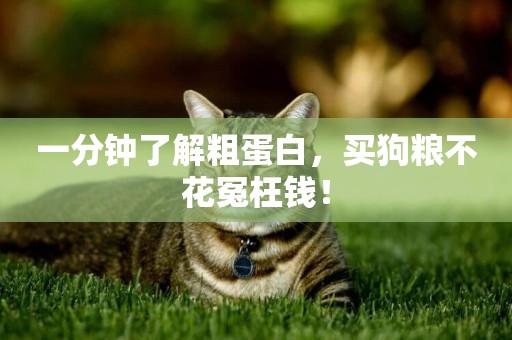一分鐘了解粗蛋白，買狗糧不花冤枉錢！