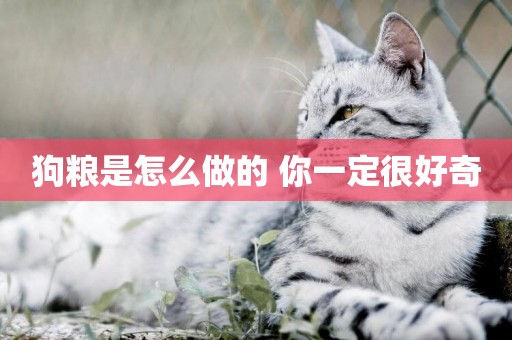 狗糧是怎么做的 你一定很好奇